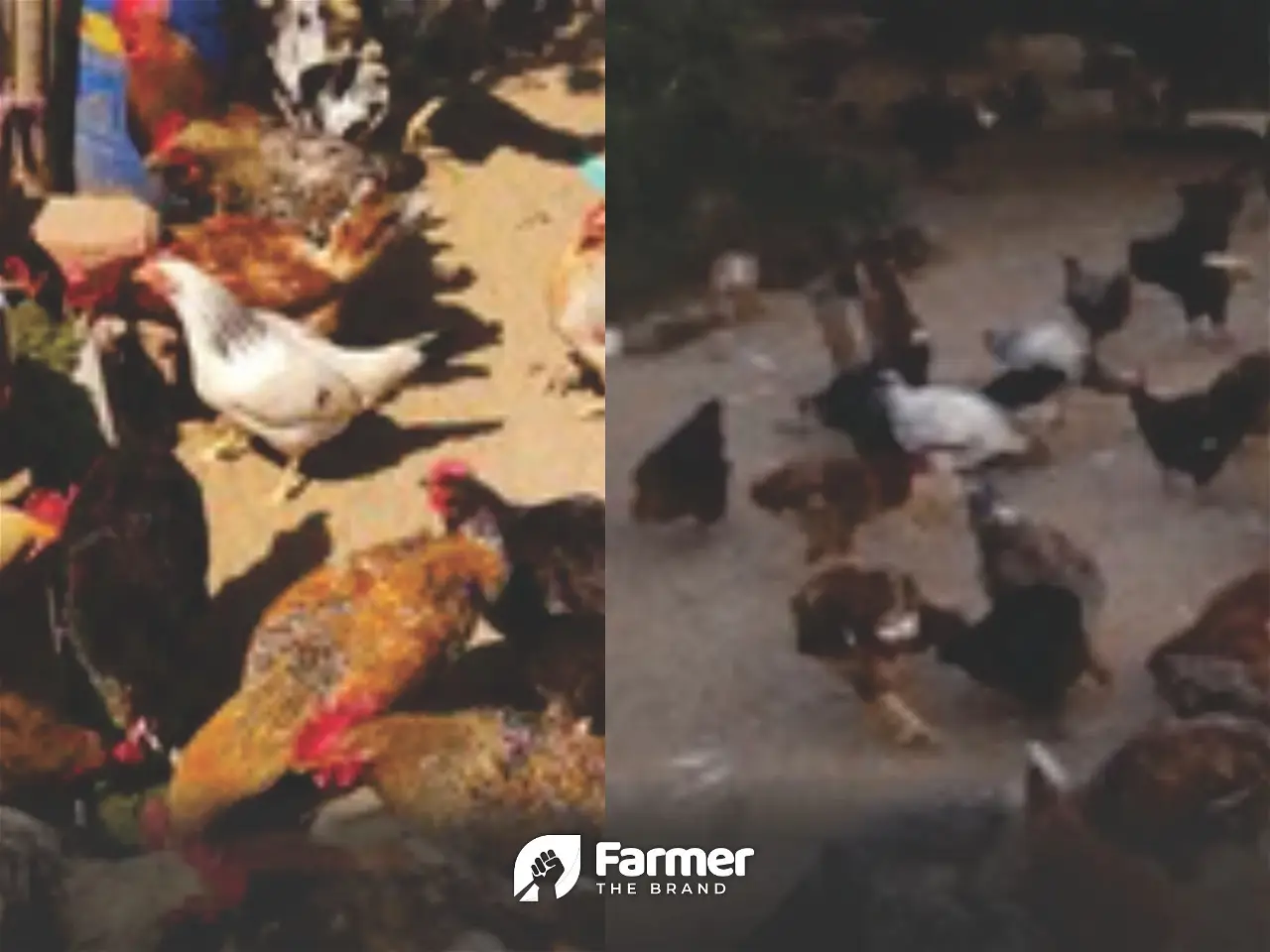 Poultry Farming: Learning, Managing and Training in Rajasthan