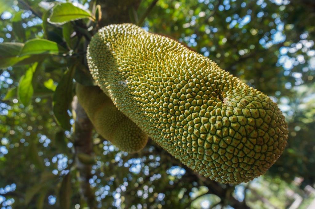 Cempedak fruit on tree