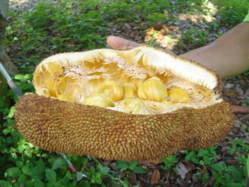 Cempedak fruit cut in half (Source of image: Grantham Center for Sustainable Futures)