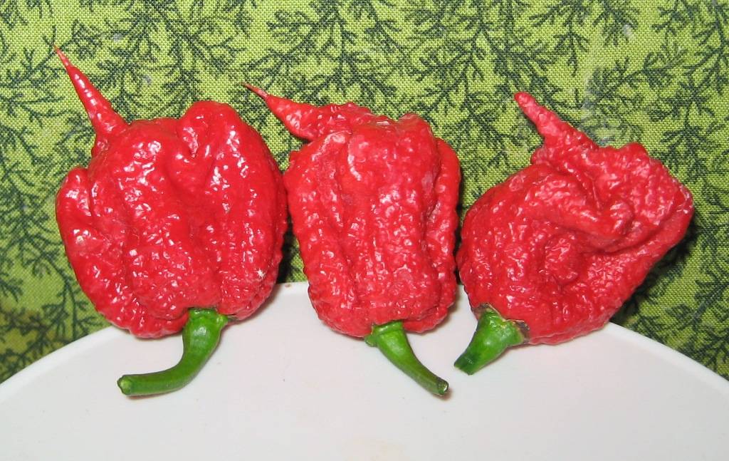 Buy Carolina Reaper Hp22b Officially The Hottest Chilli In, 56% OFF