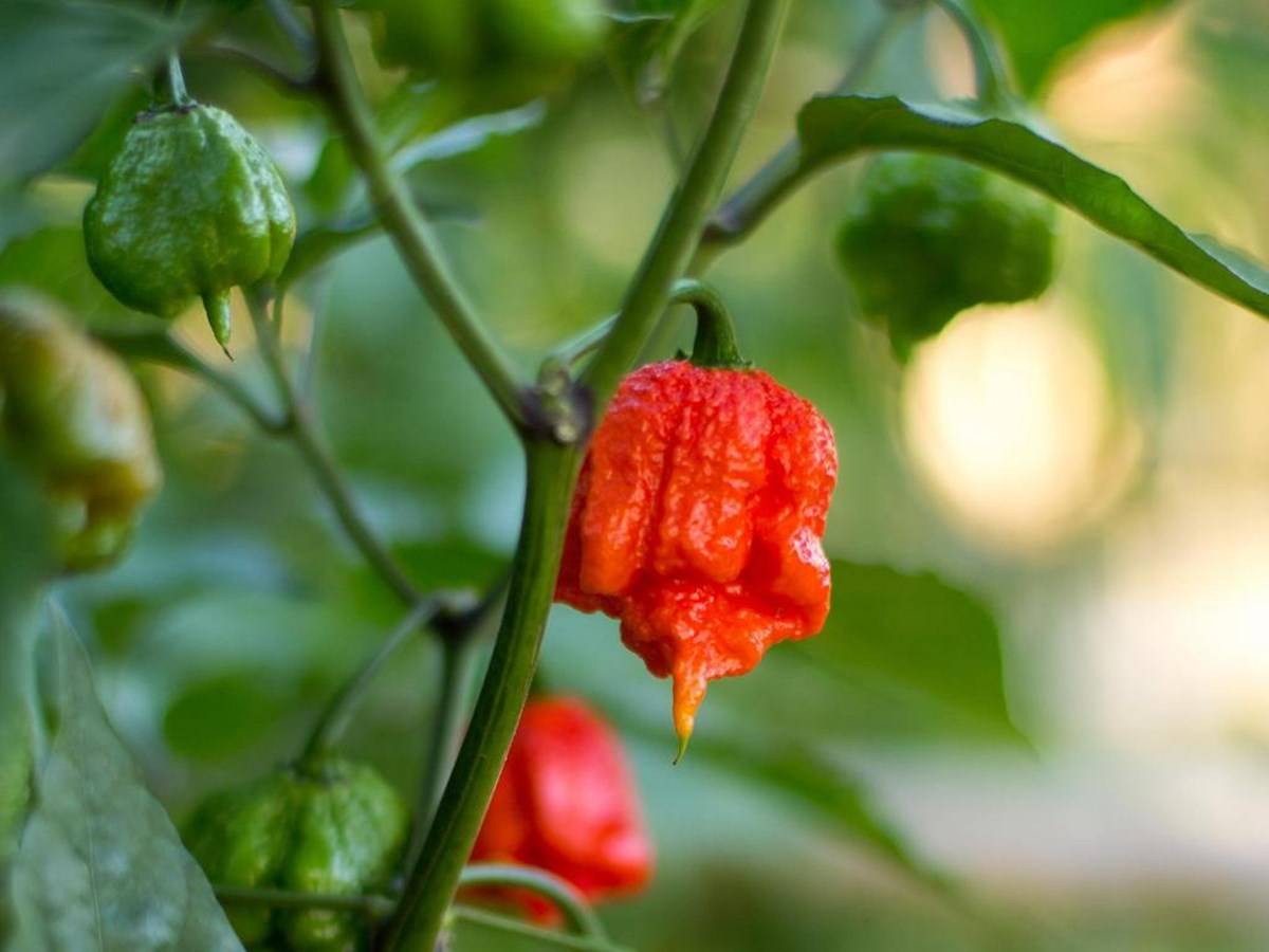 Carolina Reaper plant