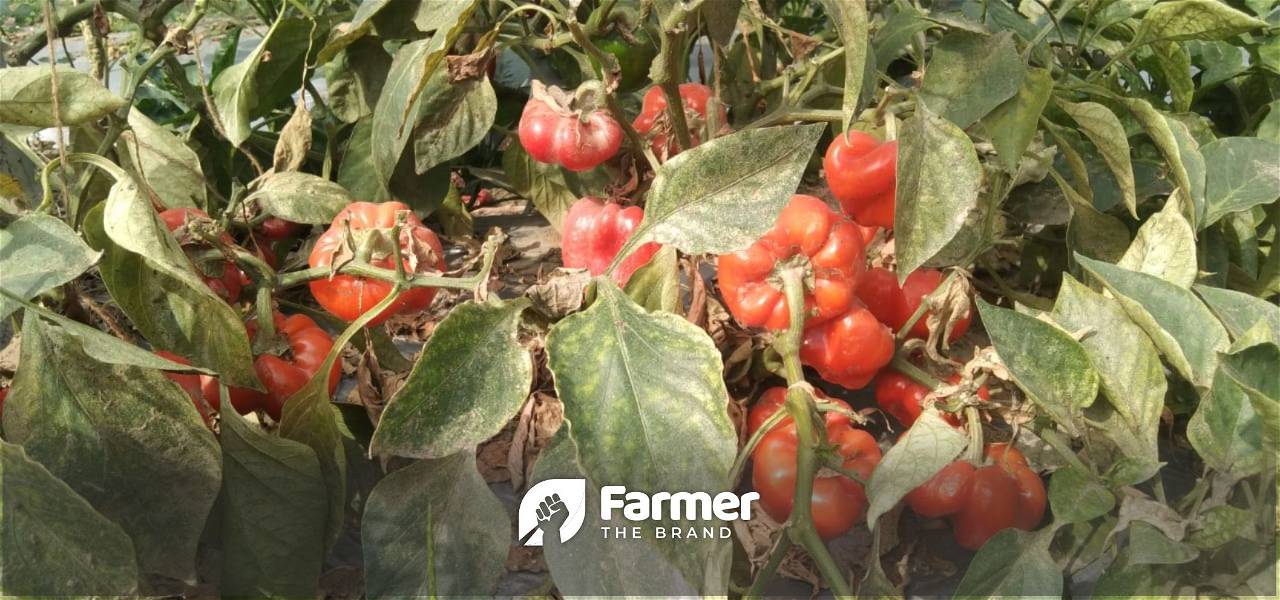 Capsicums in the farm