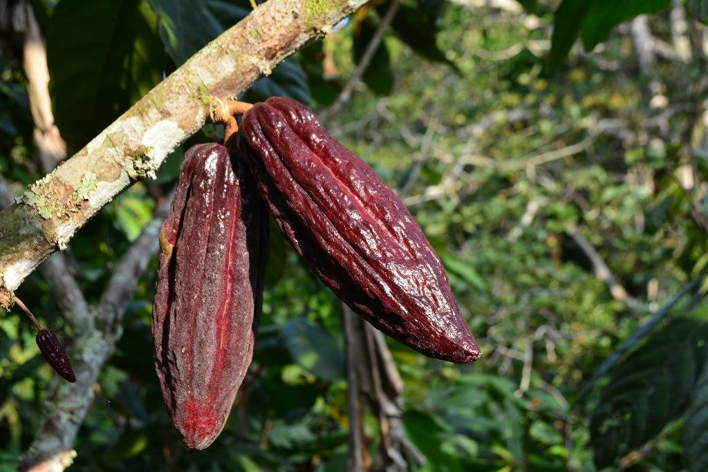 Cocoa beans on the plant