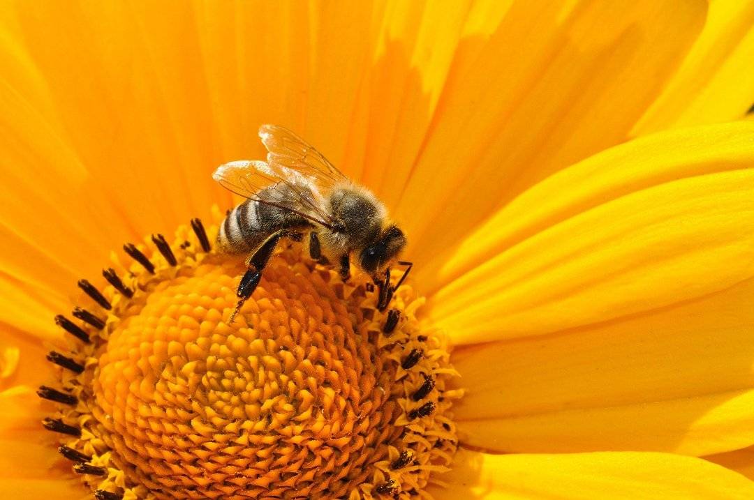 World Bee Day 12 Amazing Facts About Bees