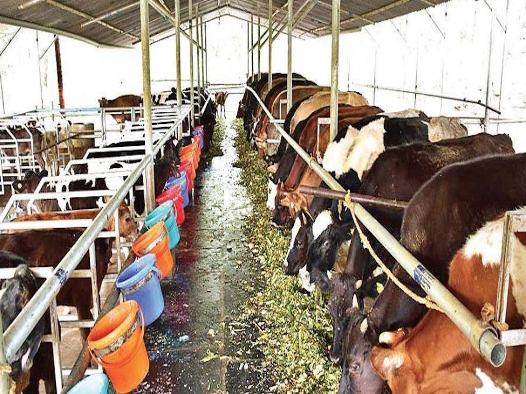 Dairy Farm in india