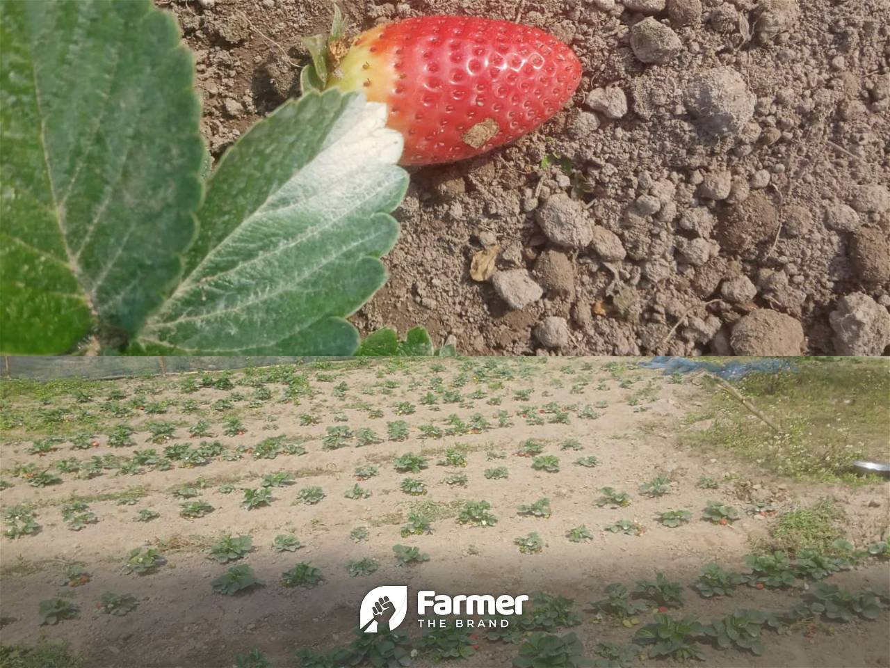 Strawberries growing in field