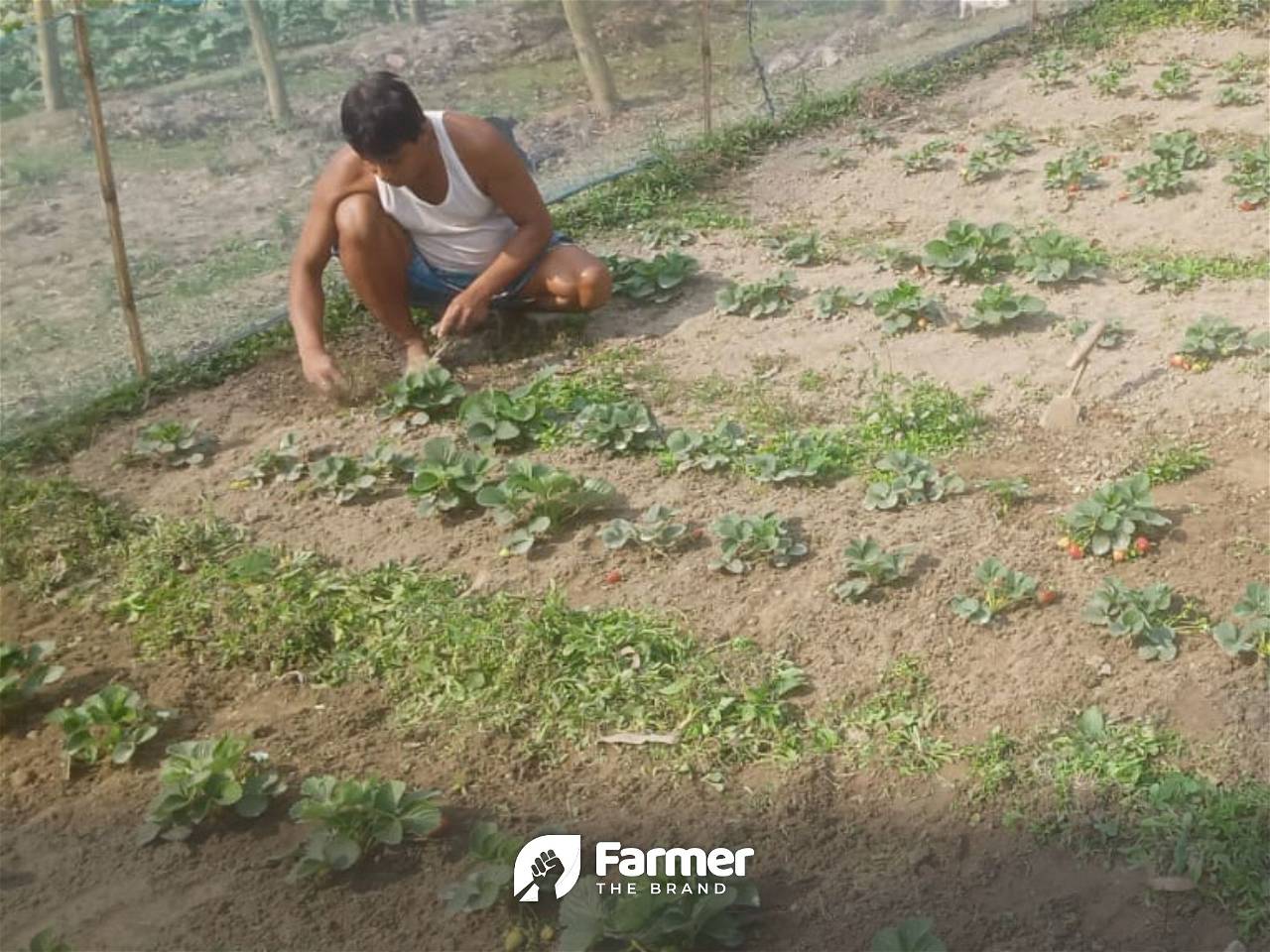 Working on strawberries in Nethouse