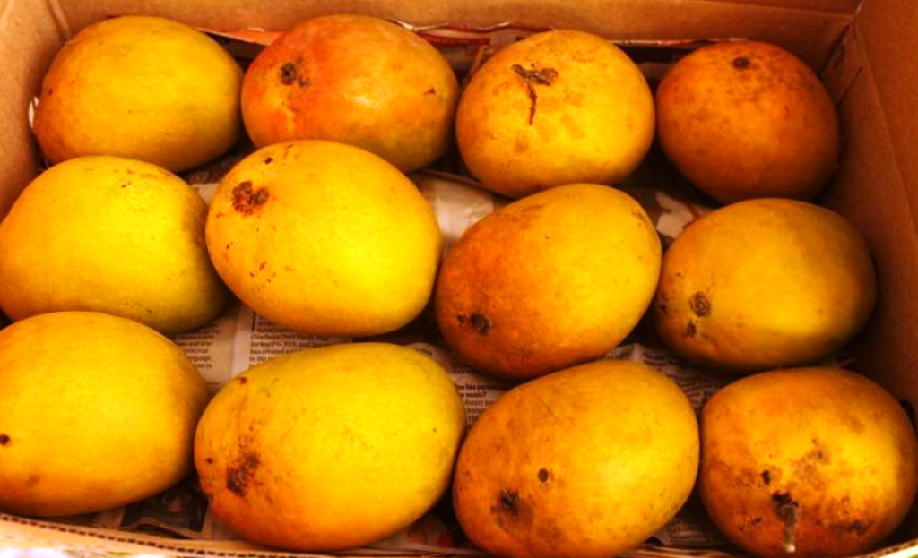 mangoes