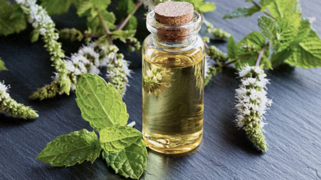 Mentha Oil