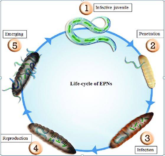 General life cycle of EPN. The numbers on the figure show the order of stages in the life cycle of entomopathogenic nematodes.