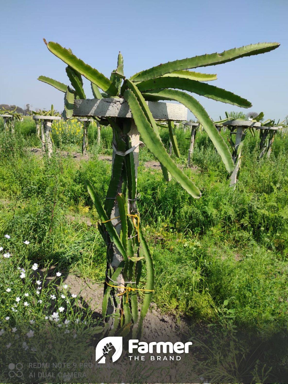 Dragon Fruit Tree with support structure