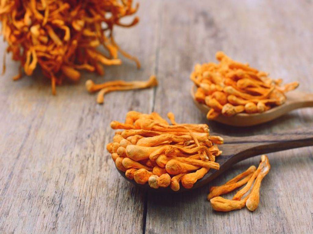 Cordyceps Mushroom