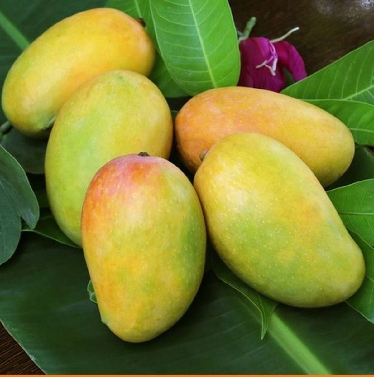 Kesar mangoes (Image source: TradeIndia)