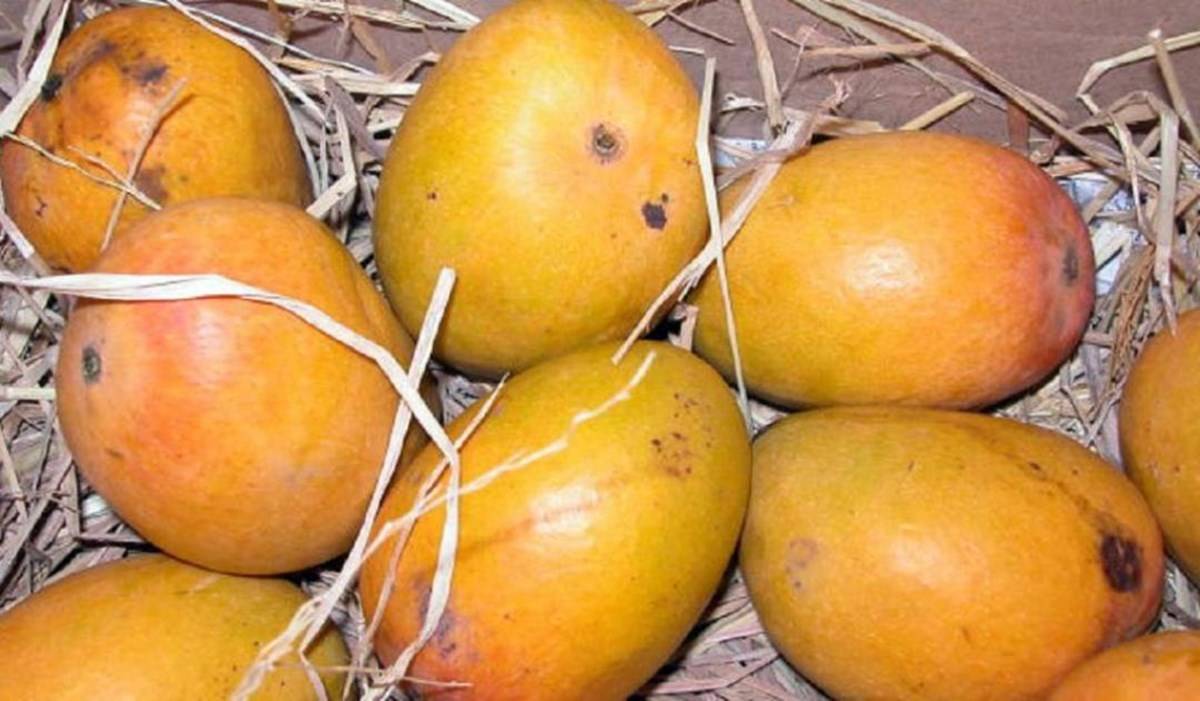 Alphonso mangoes (Source image: Down To Earth)