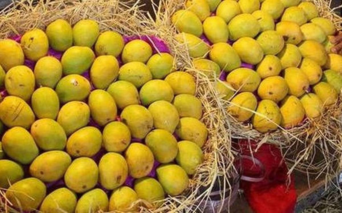 Kutch Kesar mangoes (Image source: Business Line)