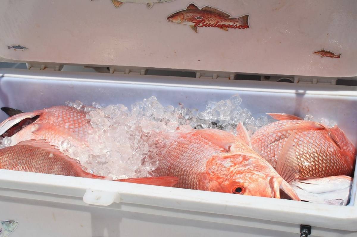 Red Snapper fish in freezer