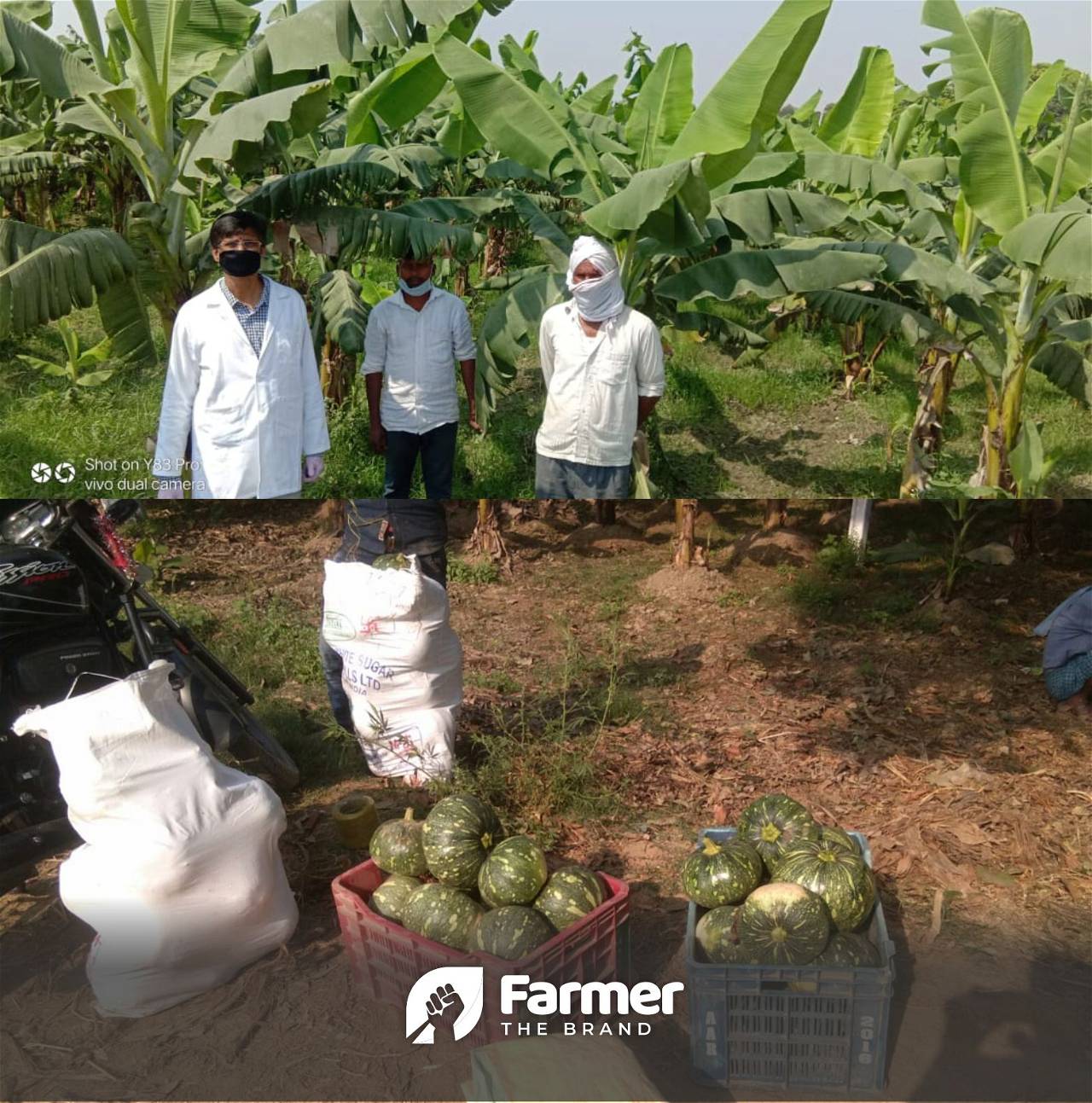 Banana trees and Pumpkins