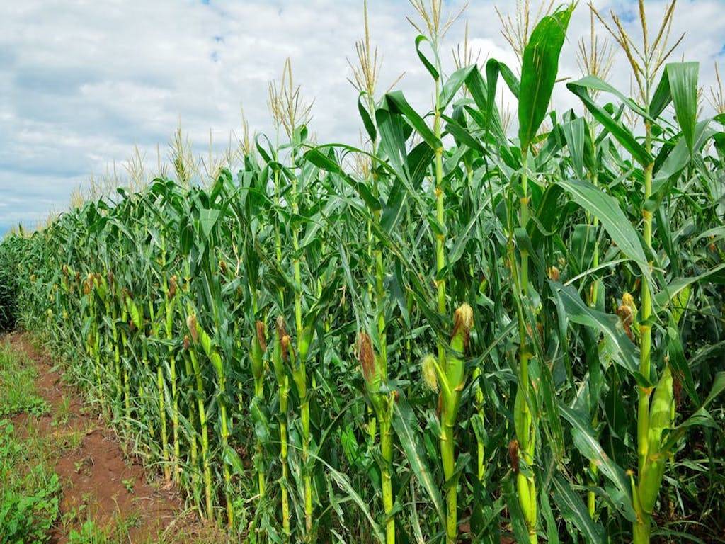 high-yielding-maize-variety-developed-by-punjab-agricultural-university