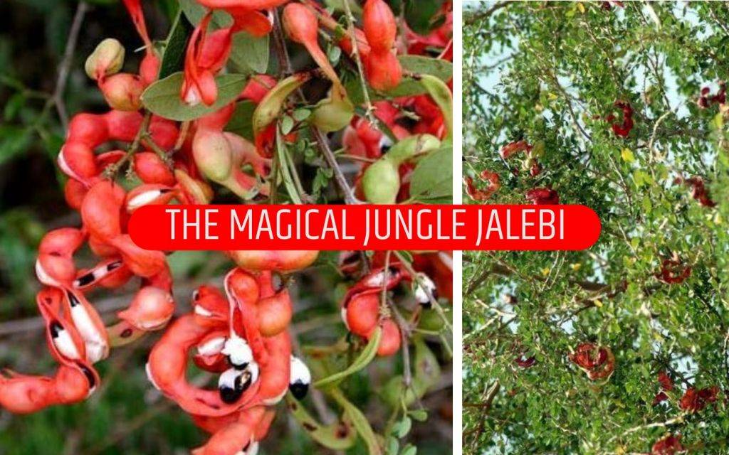 the-magical-unknown-health-benefits-of-jungle-jalebi-fruit