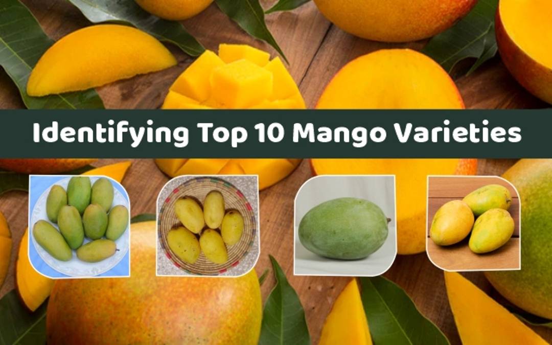 How to Identify Top 10 Mango Varieties