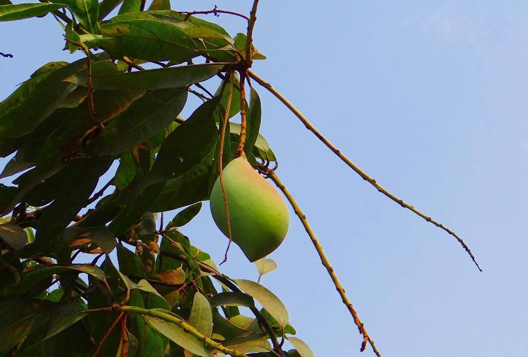 Totapuri mango