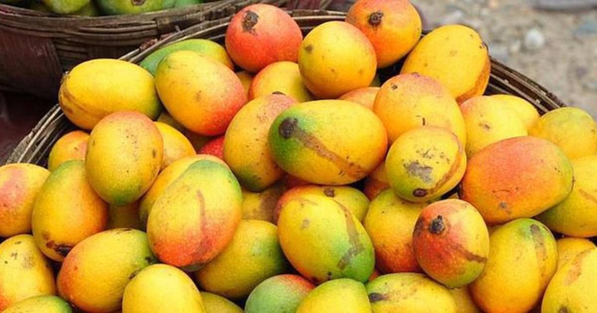 Alphonso mangoes In The Basket
