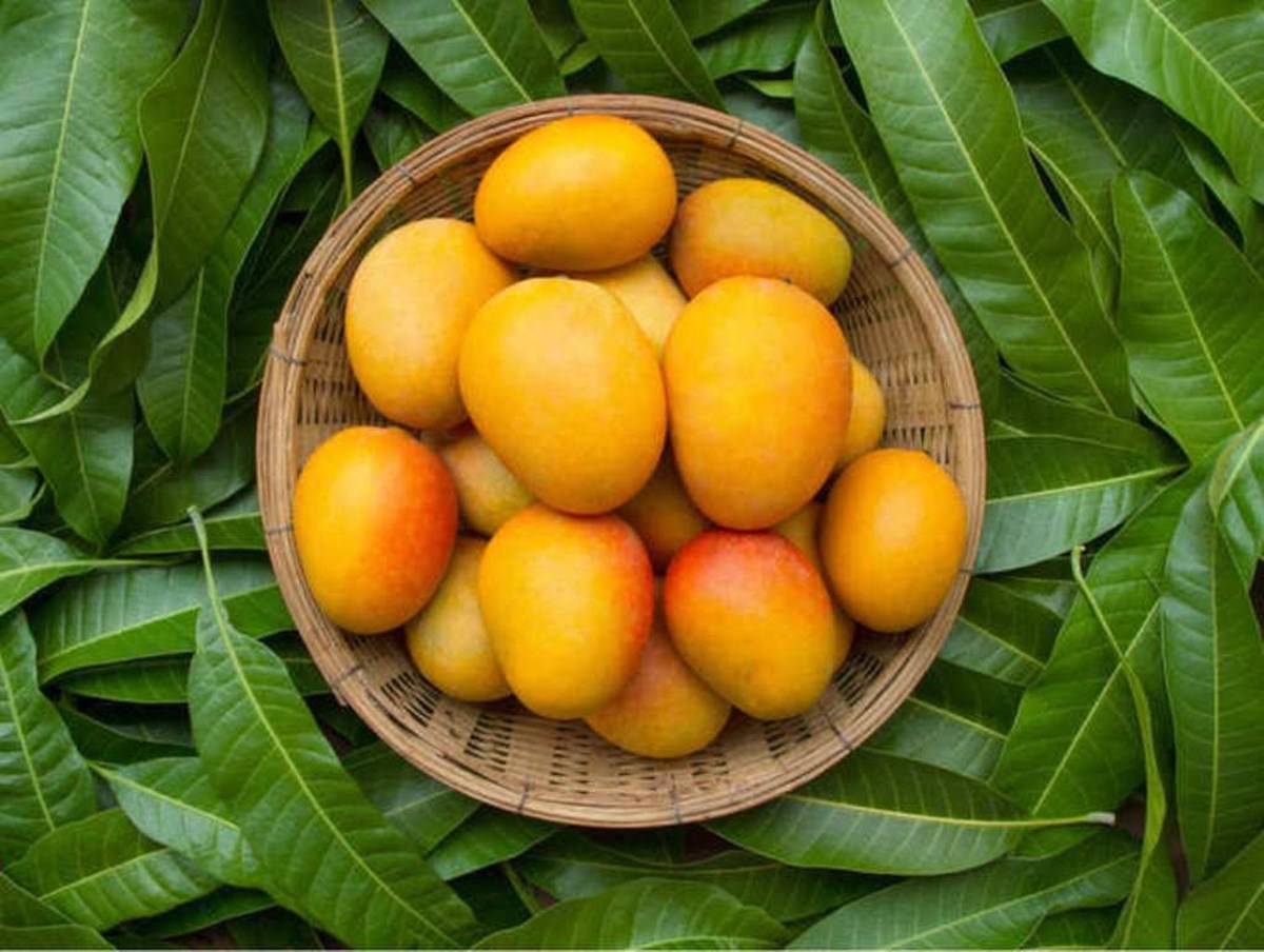 Neelam mangoes In The Basket