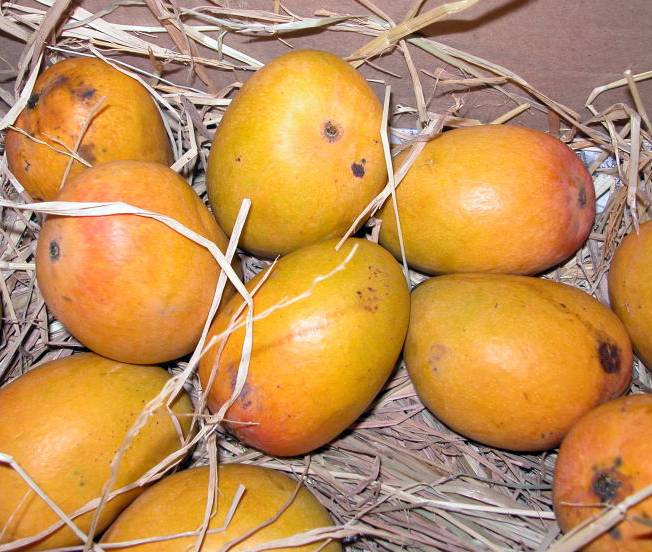 Raspuri mangoes