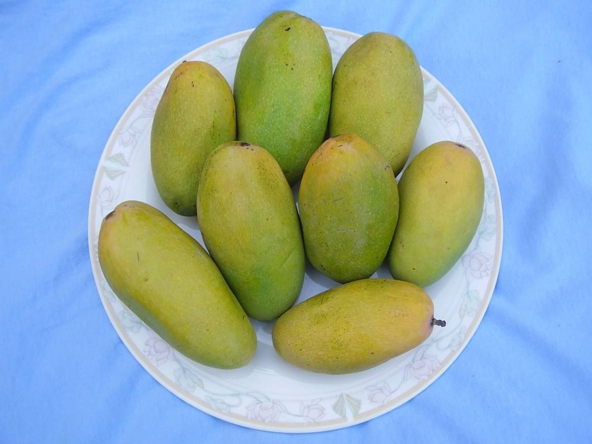 Dussheri mangoes In The Plant