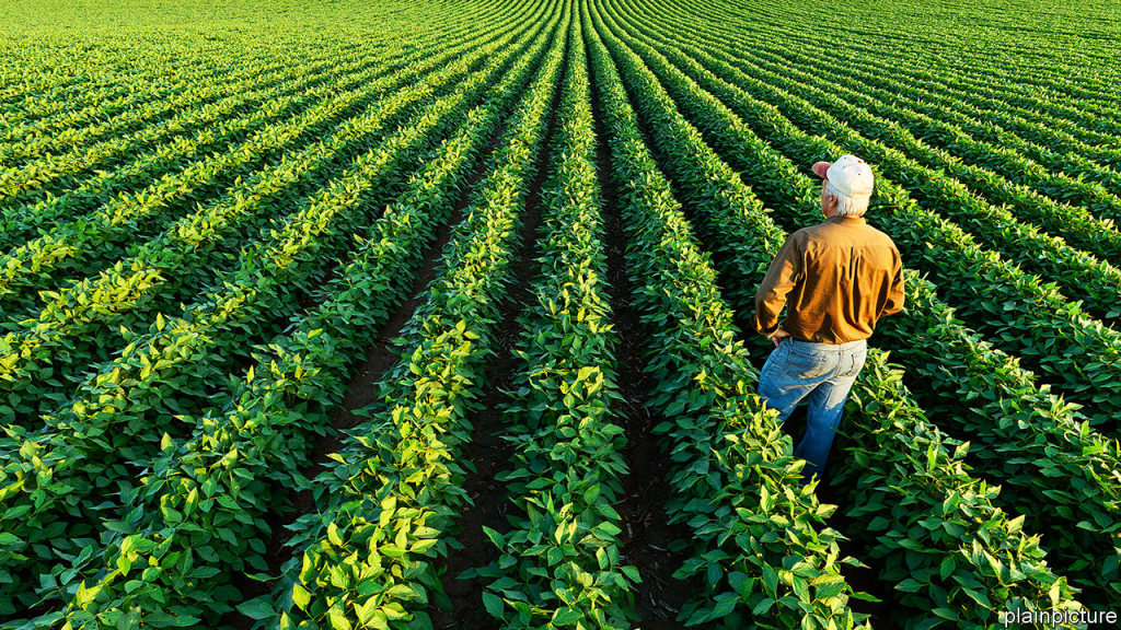 Bean Farmer