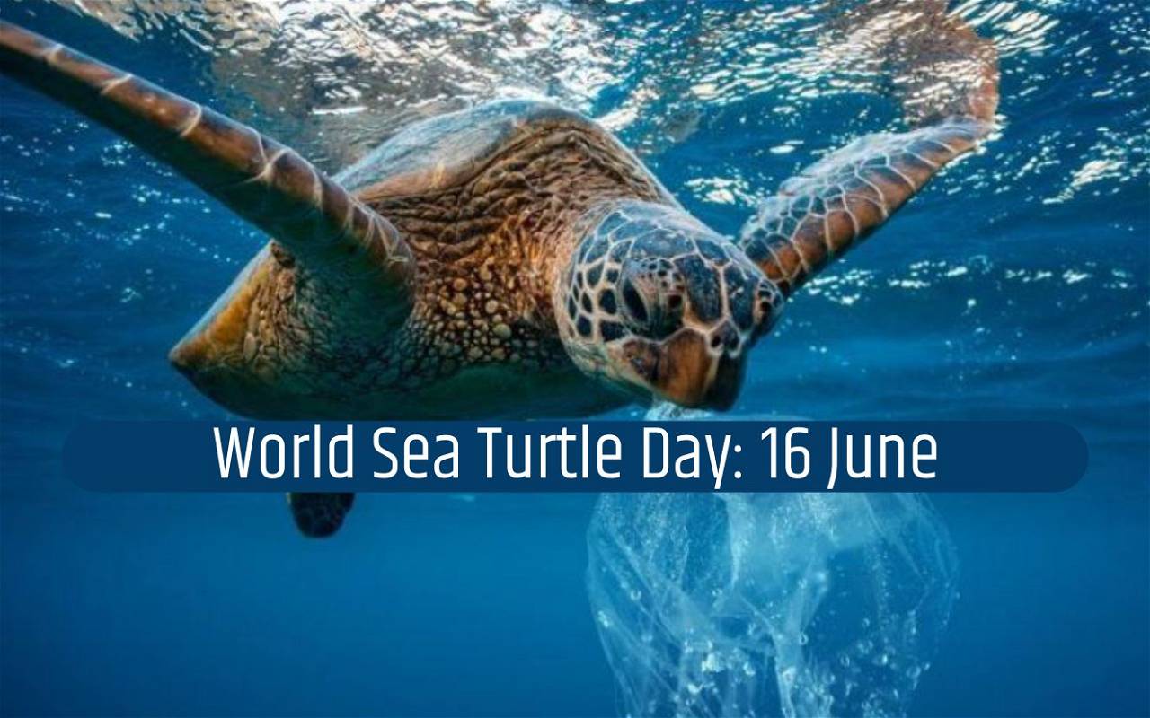 World Sea Turtle Day Here’s Some Cool Facts about Sea Turtles