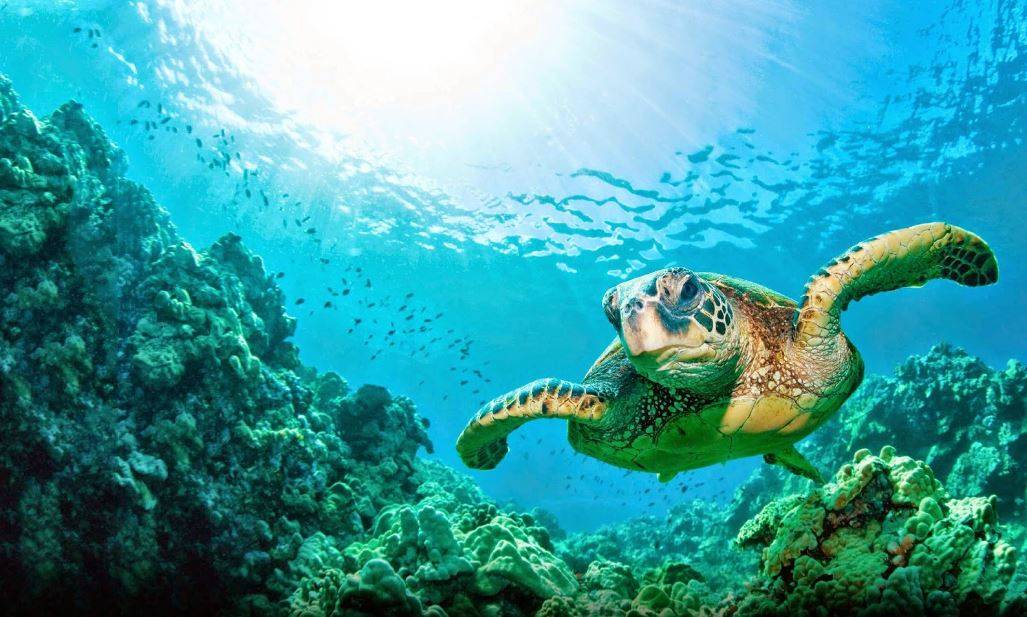 Sea Turtle