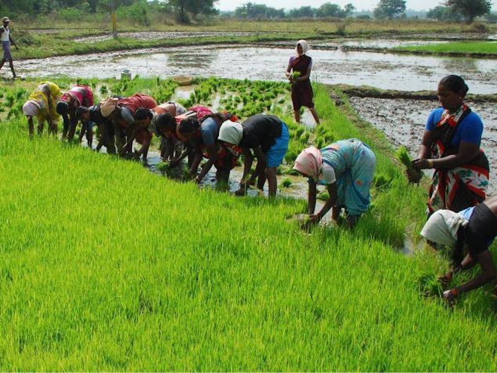 Farmers in the field