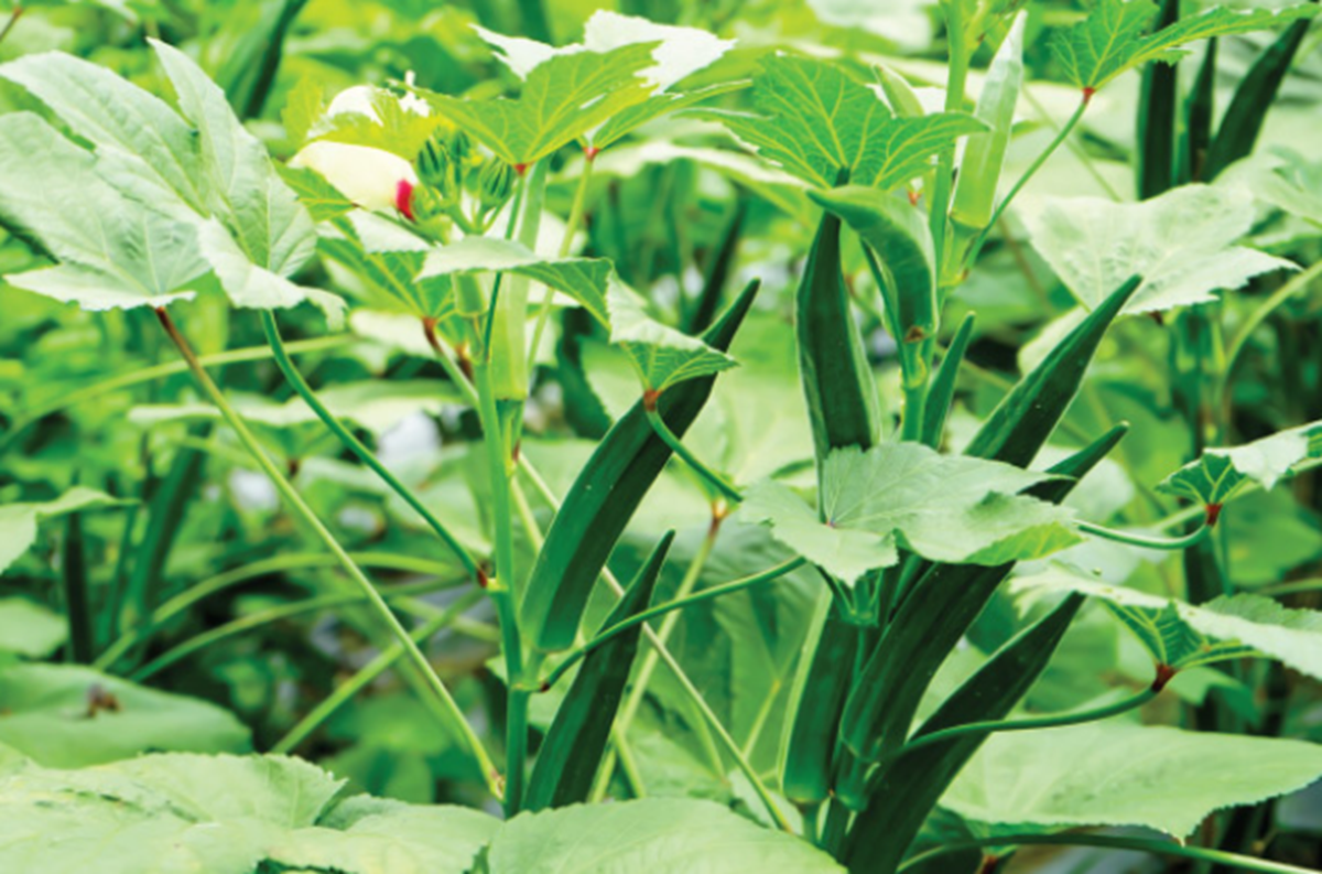 Okra Cultivation Guide: Know the Latest Technology to Grow Lady Finger  (Bhindi) in your Kitchen Garden