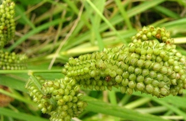 Ragi Crop (Source - google)