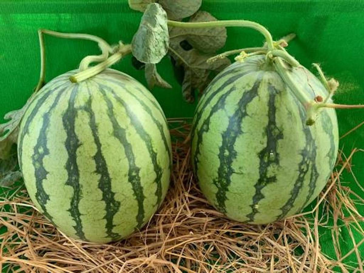 Indian Army Purchases Jharkhand Farmer’s Bumper Watermelon Harvest