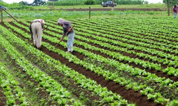 Farmers