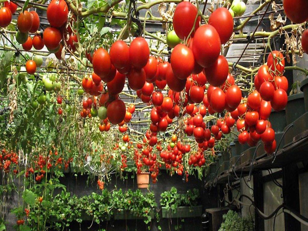 Tomato Cultivation