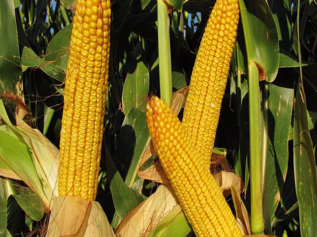 Maize Cultivation