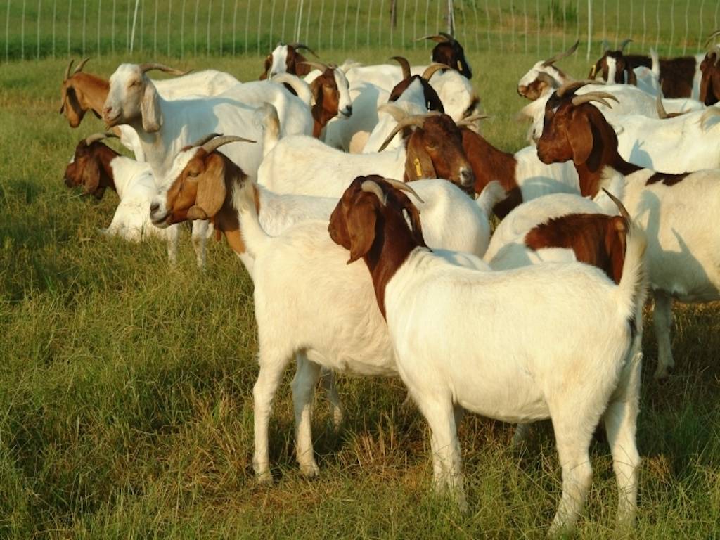 Goat Rearing