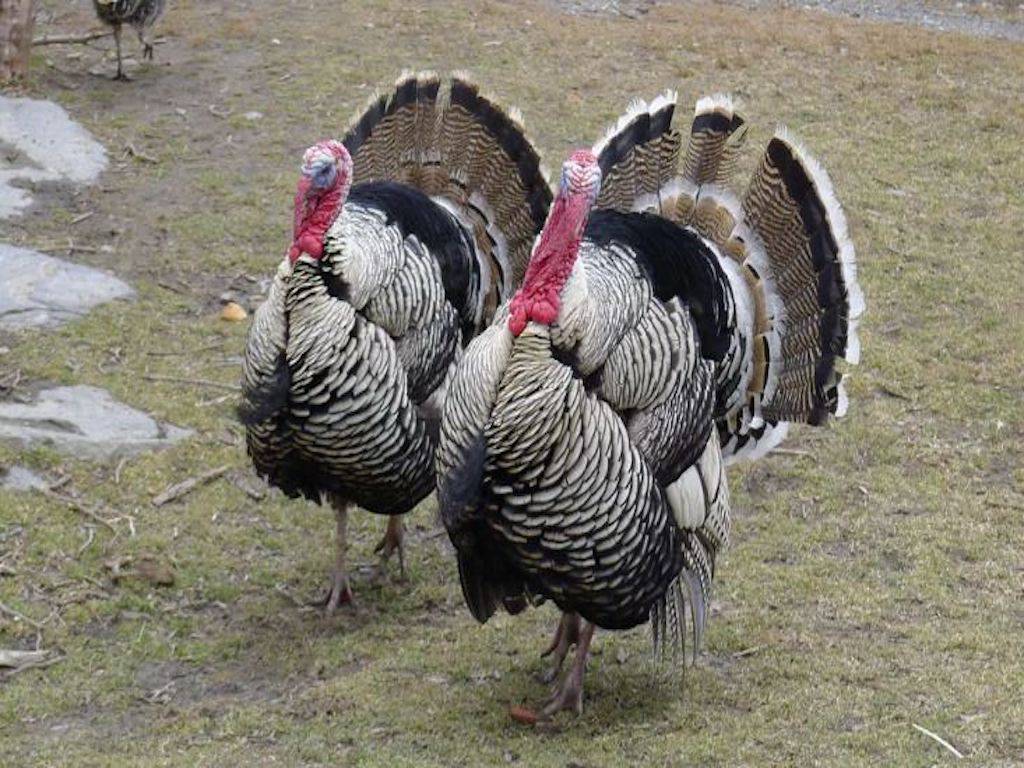 Turkey Rearing