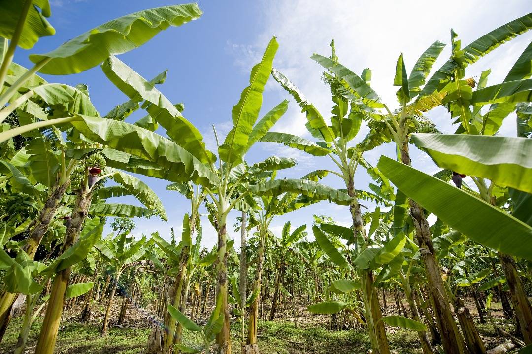 Banana plantation