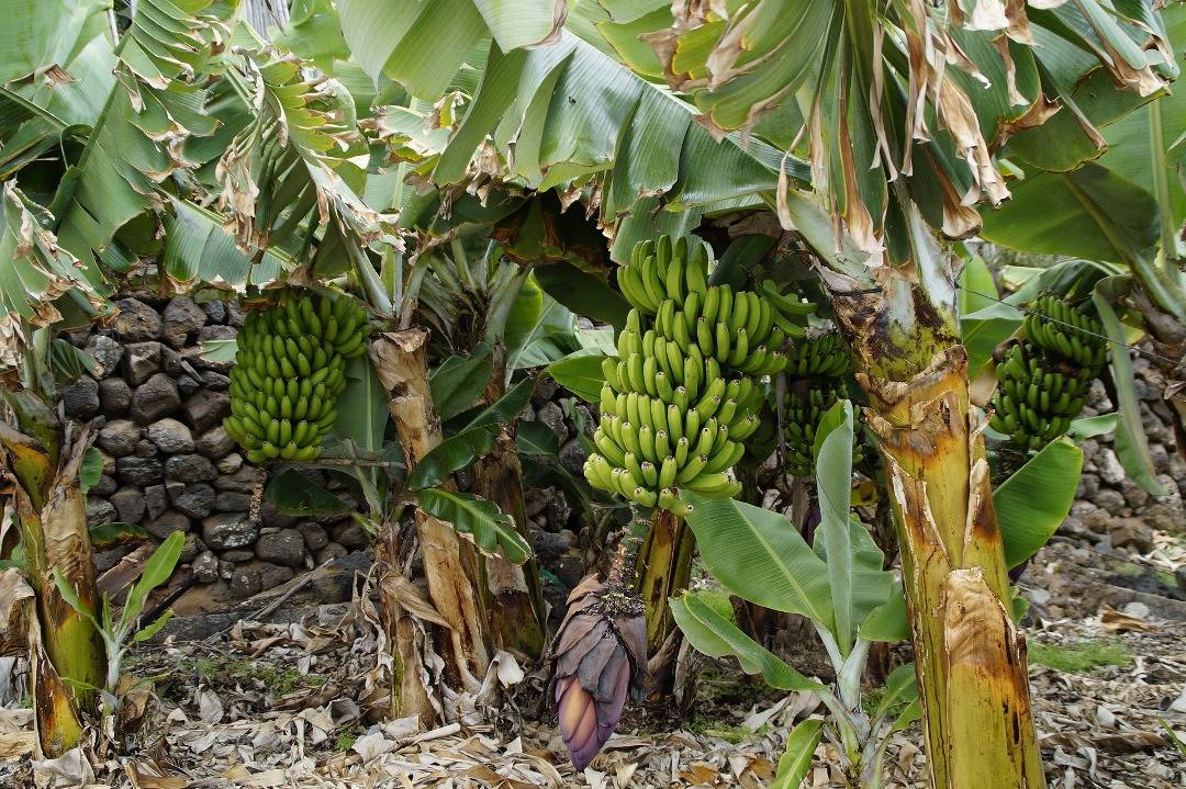 Banana crop featuring bunch of fruits and its flower