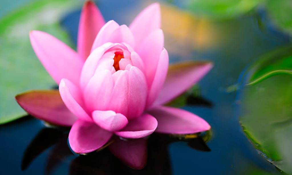 Lotus flower