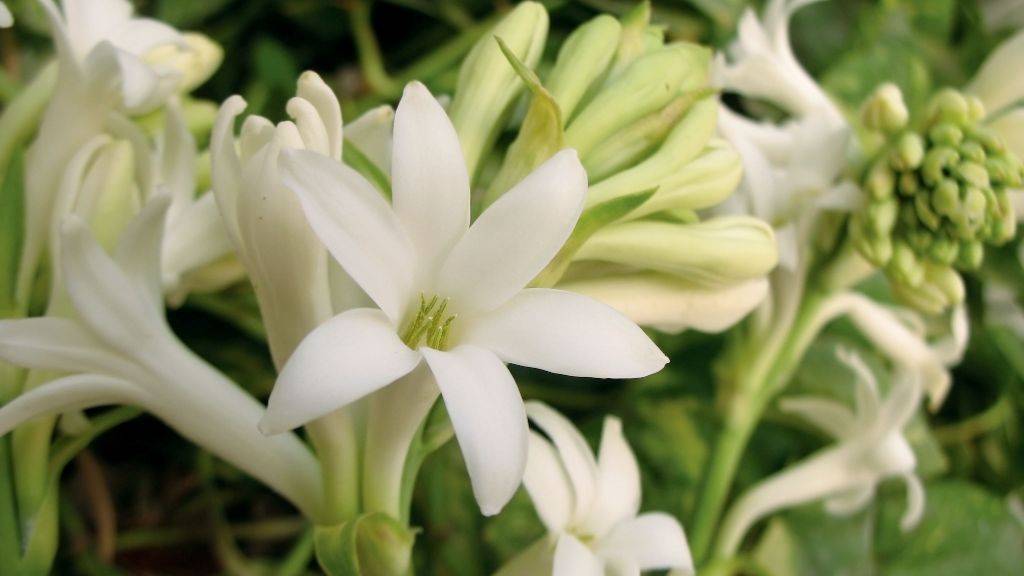 Tuberose