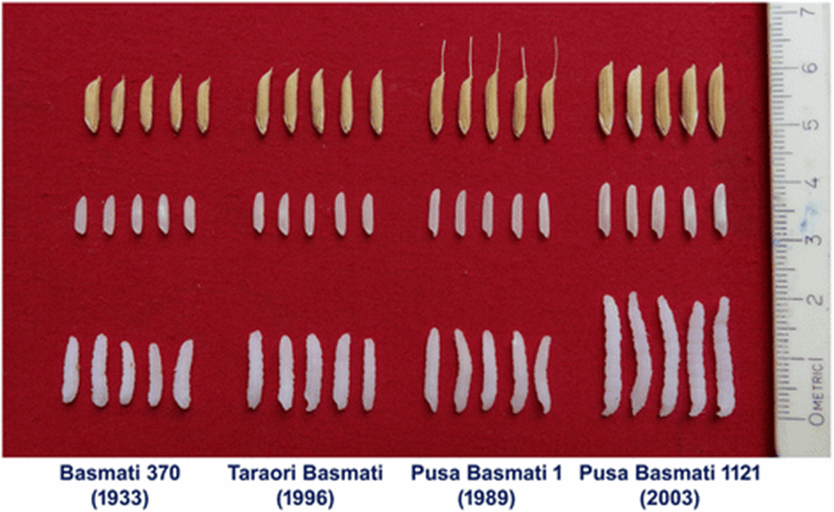 Comparison of grains of various basmati rice varieties