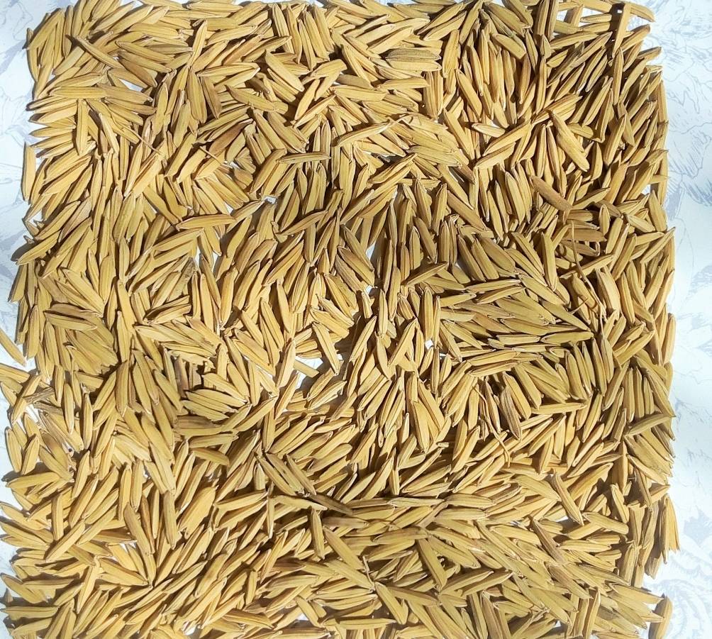 Pusa 1121 paddy grains