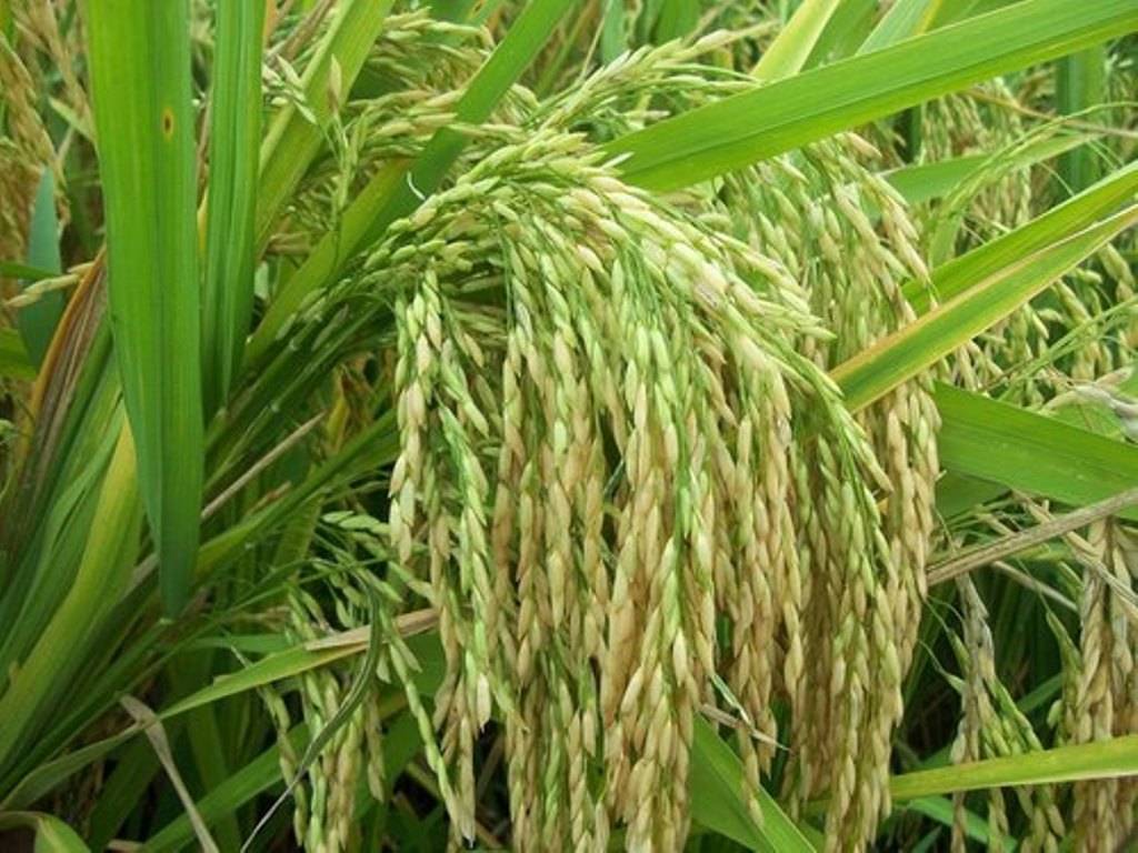 Pusa 1121 paddy plant