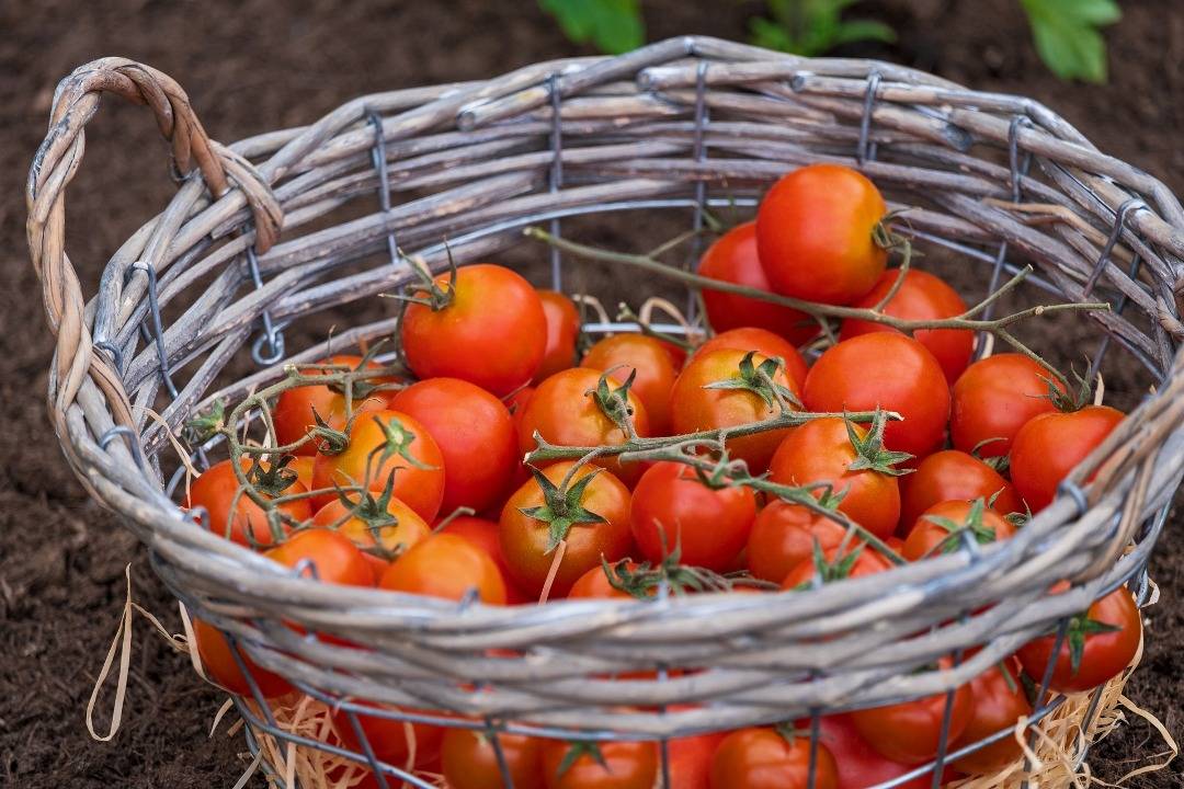 Tomatoes in a basket