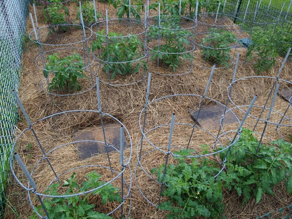 Mulching with straw in tomato plants